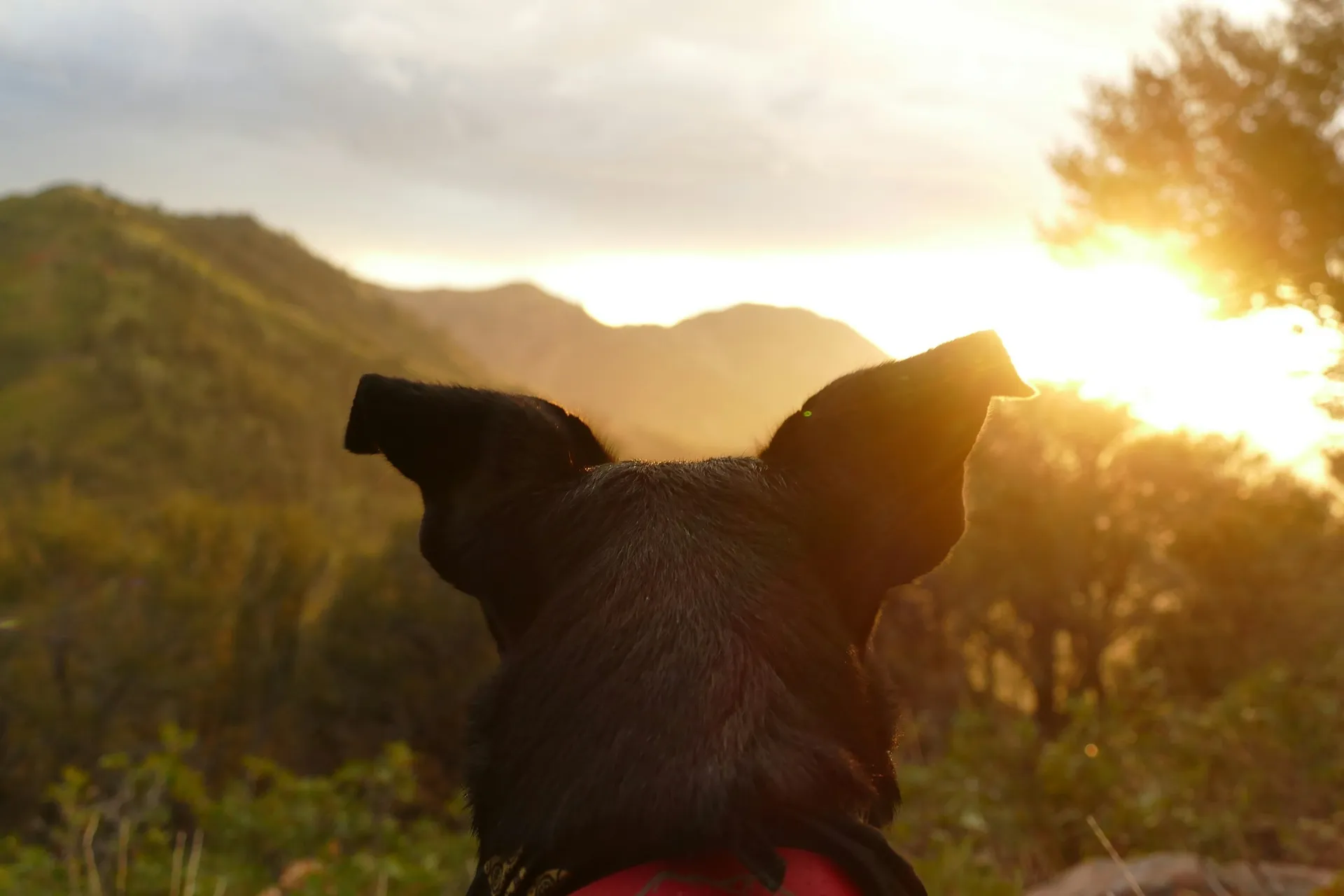 Dog owner and their companion watching sunset together representing the 100% K9 bond
