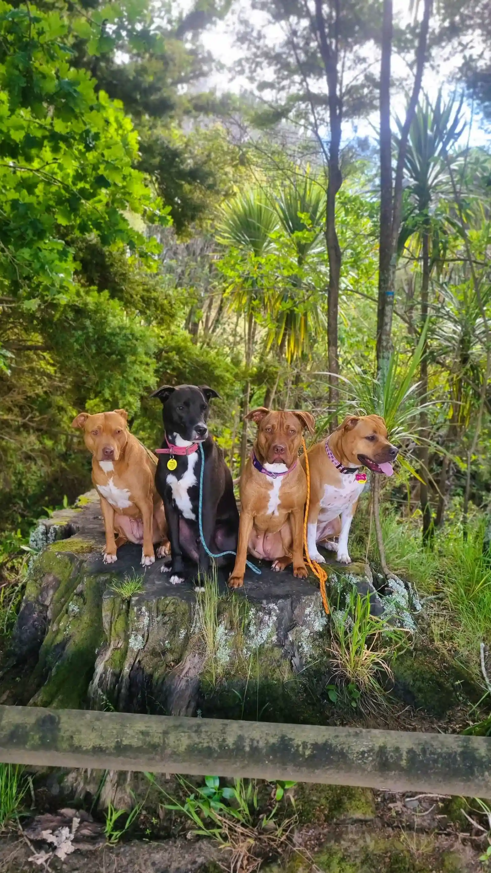 Four dogs holding a group stay together on a tree stump in New Zealand bush