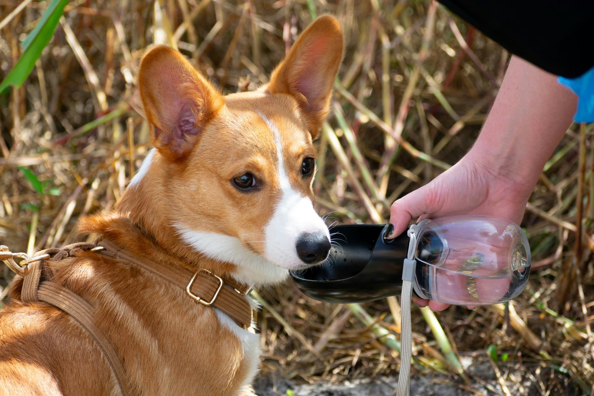 Handler presenting scent article to dog during mantrailing training