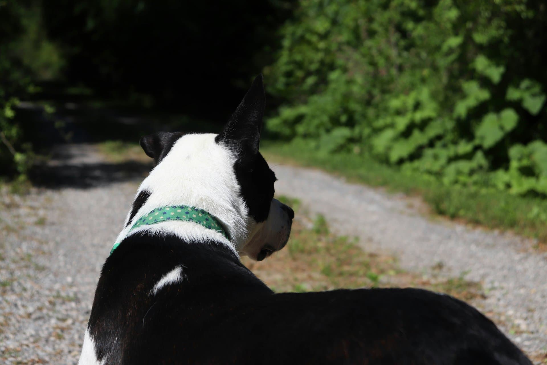 Handler observing dog during mantrailing training