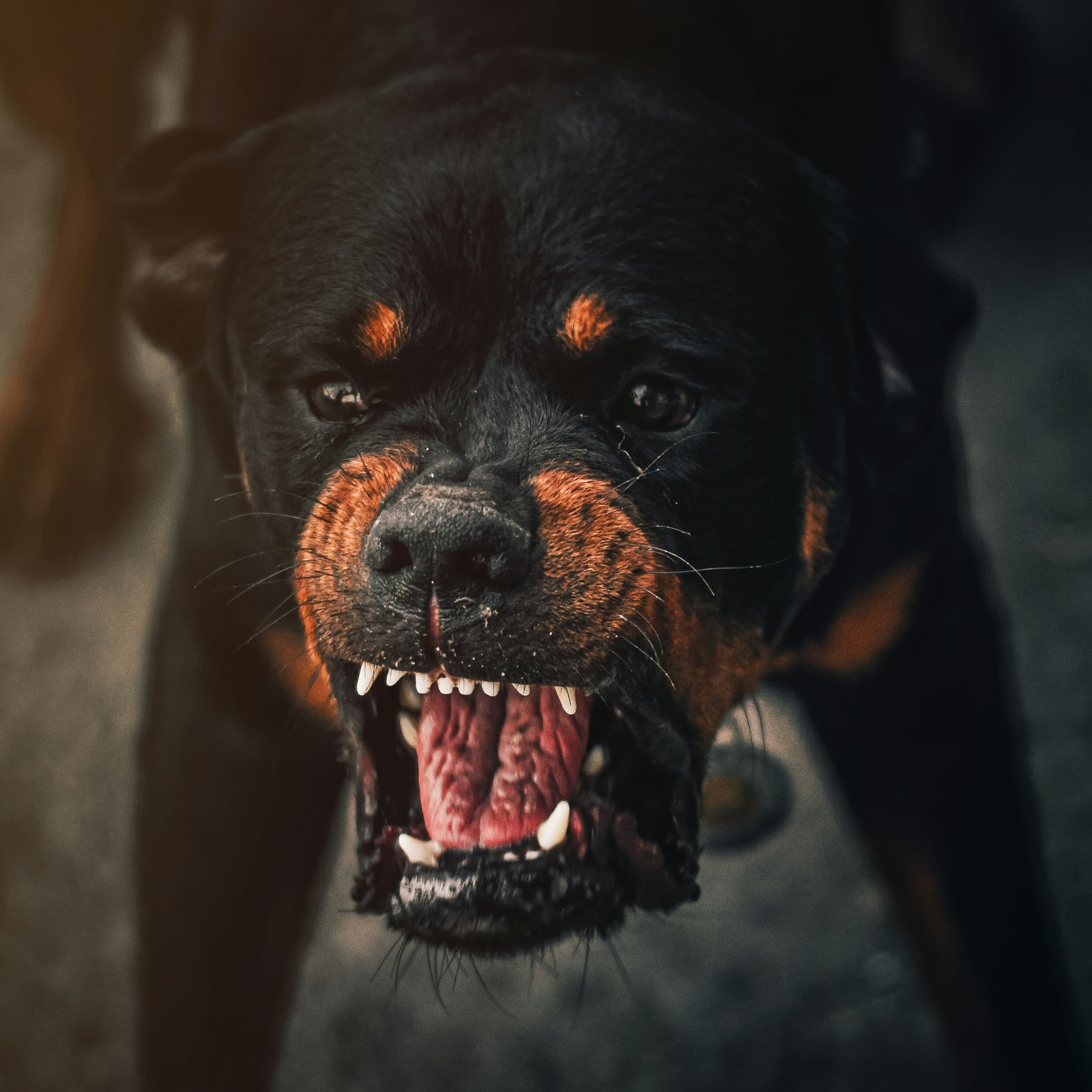 Aggressive dog showing teeth - representing behaviour problems