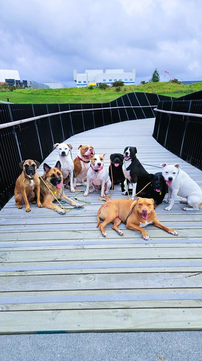 A group of trained dogs working together
