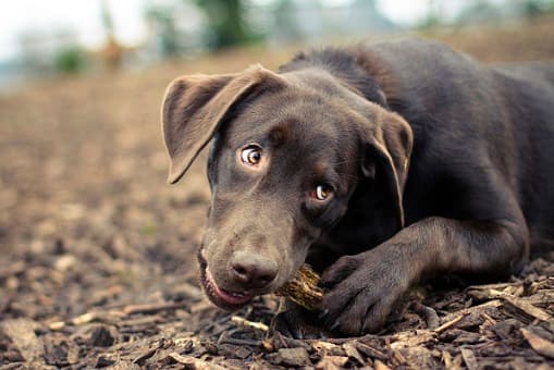 Puppy ignoring owner