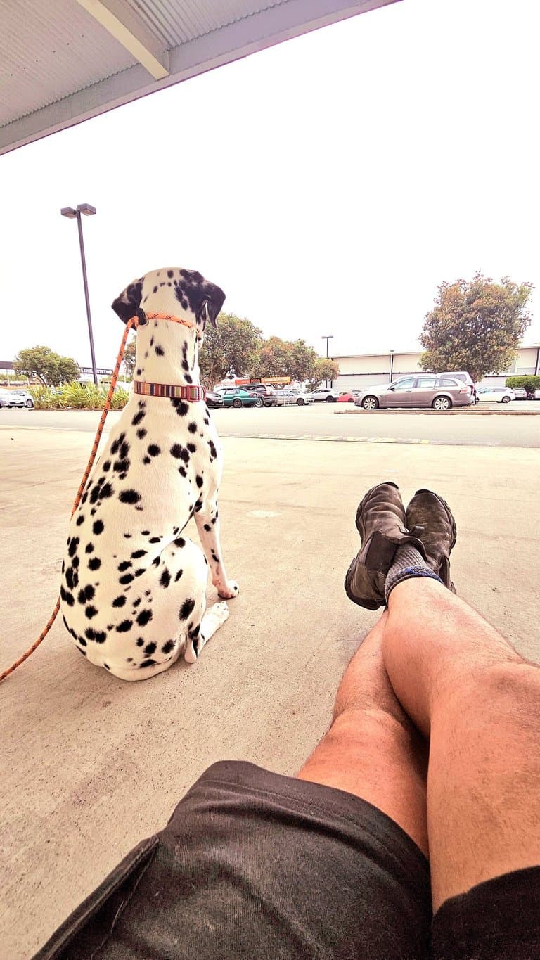 Loose Lead Walking Workshop