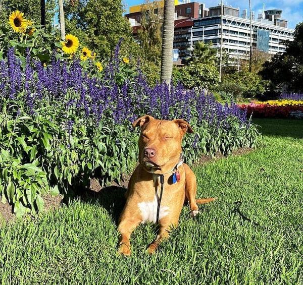 Bella - RN Pitbull, backbone of 100%K9