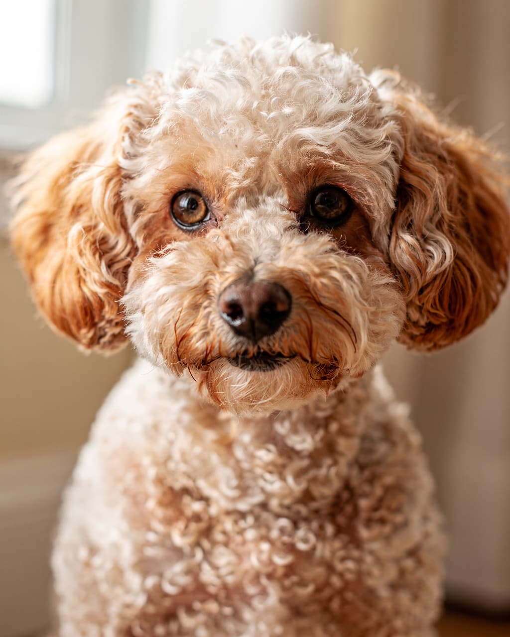 Cavoodle puppy with curly cream and apricot fur tilting its head curiously in the universal listening pose