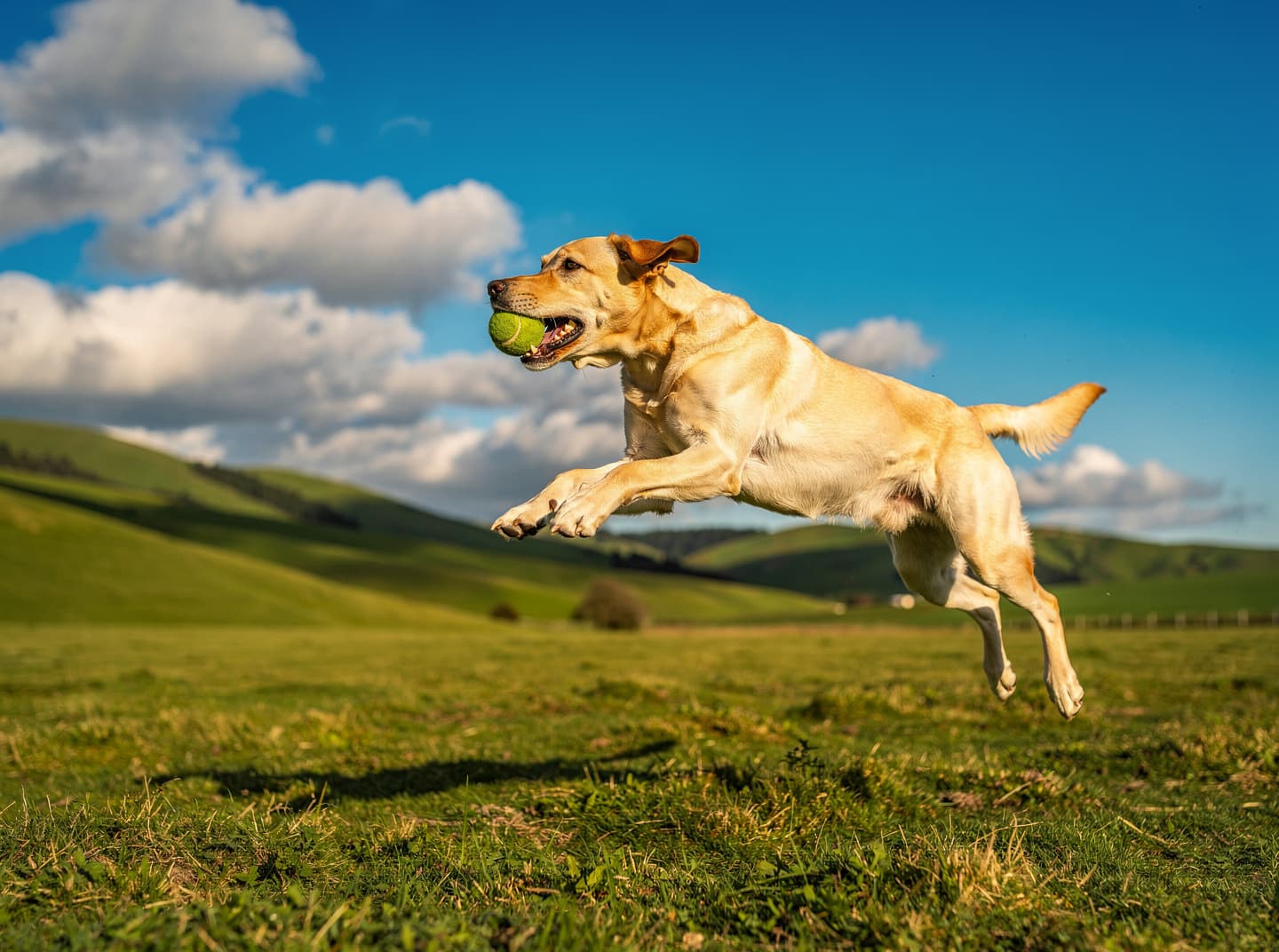 Yellow Labrador frozen mid-leap catching a tennis ball under a wide blue New Zealand sky