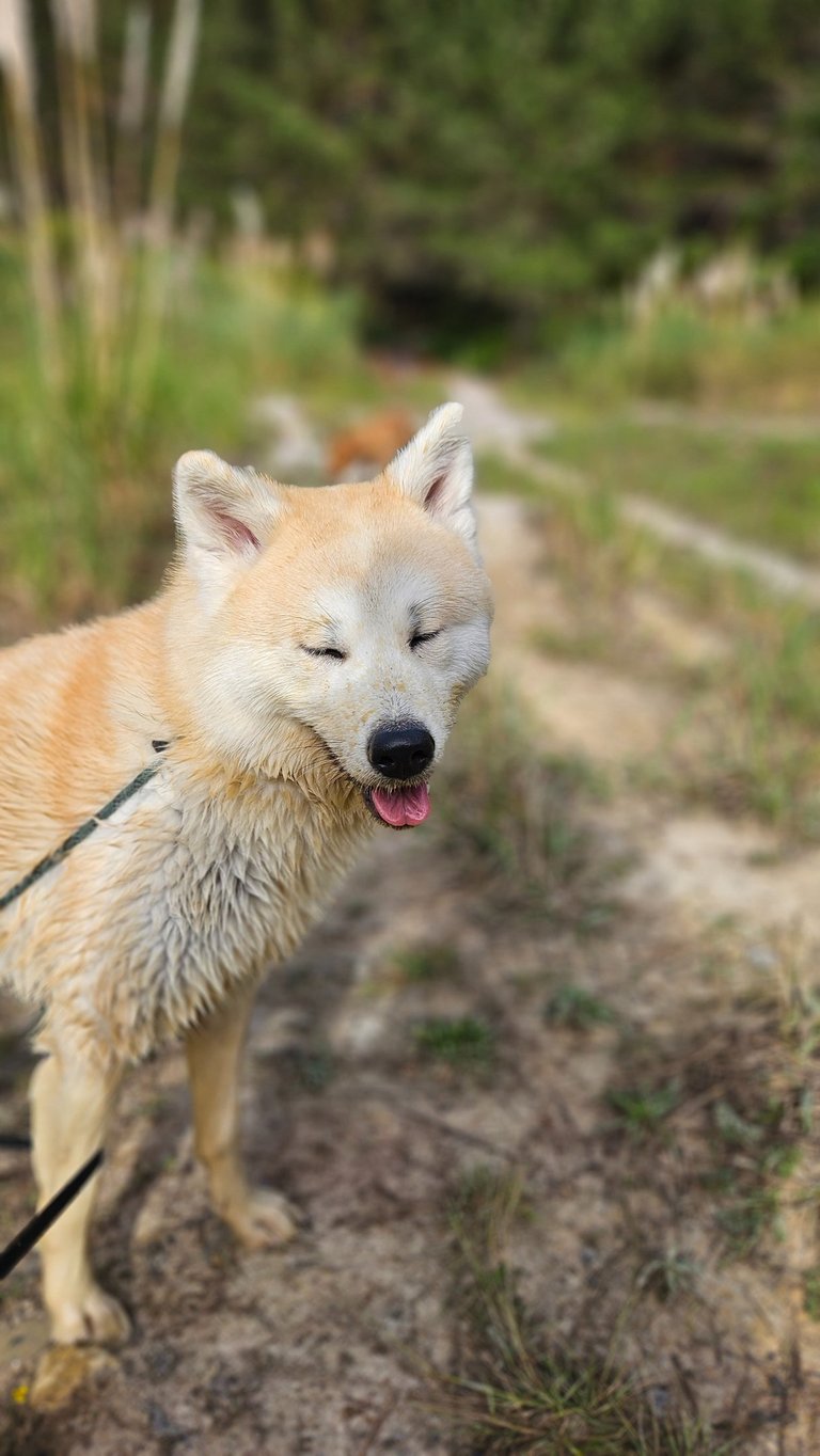 Dog training session